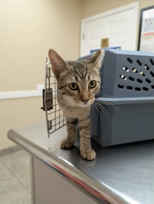 Associated Veterinary Clinic Picture 7