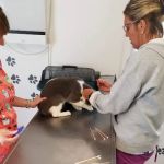 4 Paws Animal Clinic