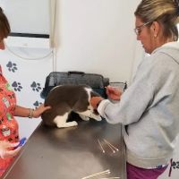 4 Paws Animal Clinic ico