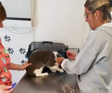 4 Paws Animal Clinic