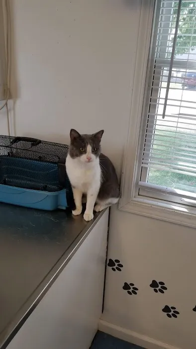 4 Paws Animal Clinic Picture 3