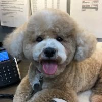 Tender Care Animal Hospital ico