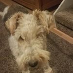 Animal Emergency Clinic