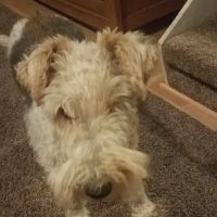 Animal Emergency Clinic ico