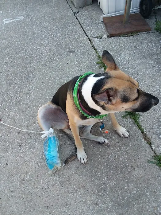 Animal Emergency Clinic Picture 8