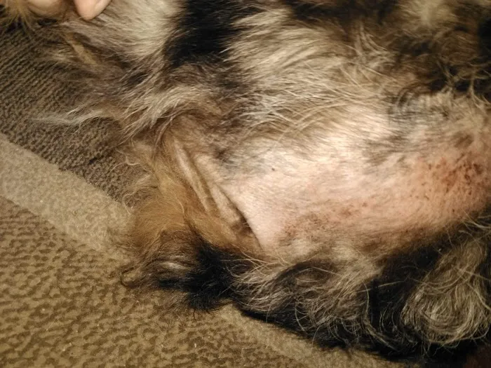 All Creatures Small Animal Hospital Picture 8