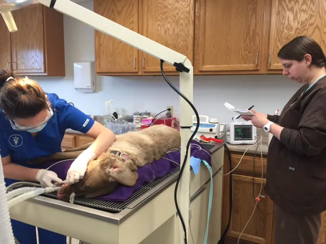 Washington Veterinary Medical Clinic Picture 7