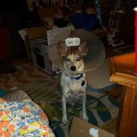 Germantown Hills Animal Hospital ico