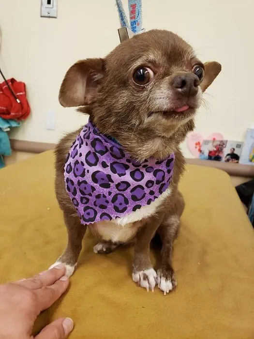 Morton Animal Hospital Picture 3