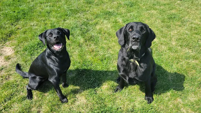 Morton Animal Hospital Picture 10