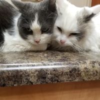 Heartland Veterinary Clinic ico