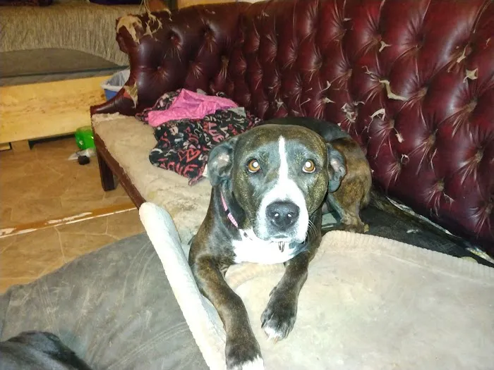 Heartland Veterinary Clinic Picture 5
