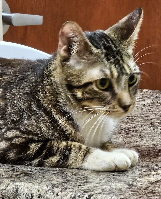 Heartland Veterinary Clinic Picture 9