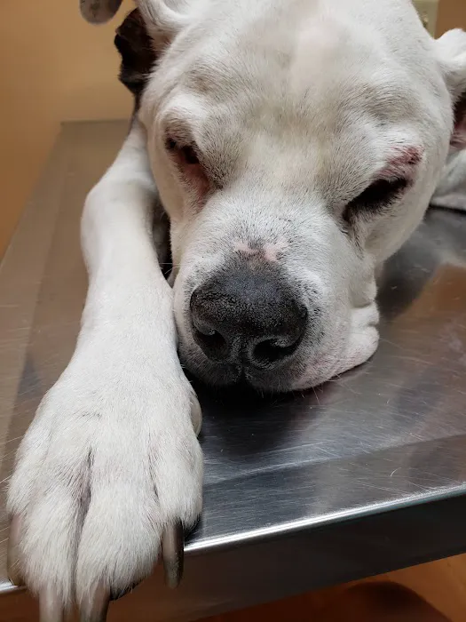 Bureau Valley Veterinary Service Picture 1