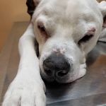 Bureau Valley Veterinary Service