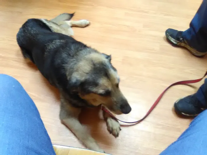 Bureau Valley Veterinary Service Picture 5