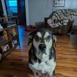 Wenona VetCare