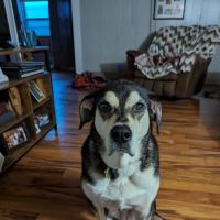 Wenona VetCare ico