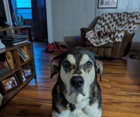 Wenona VetCare