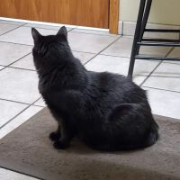 Tyler Veterinary Clinic ico