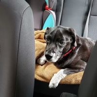 Fox Lake Animal Hospital. ico