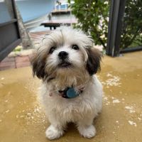 Blackwell Mobile Vet Services ico