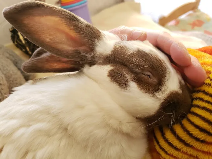Best Friends Animal Hospital Picture 3