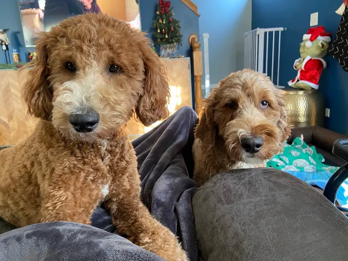 Best Friends Animal Hospital Picture 5