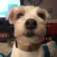 Best Friends Animal Hospital ico