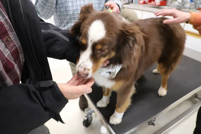 Animal Hospital of Lake Villa Picture 4