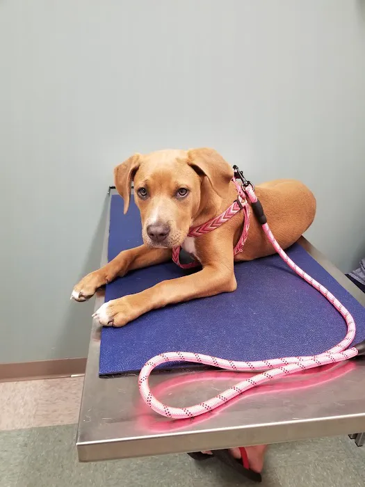 Animal Hospital of Lake Villa Picture 9