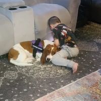 Animal Medical Center of Lake Villa ico