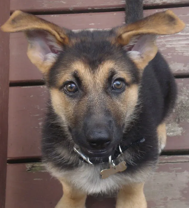 Canine Center Picture 3