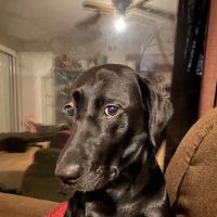 Lindenhurst Animal Hospital ico