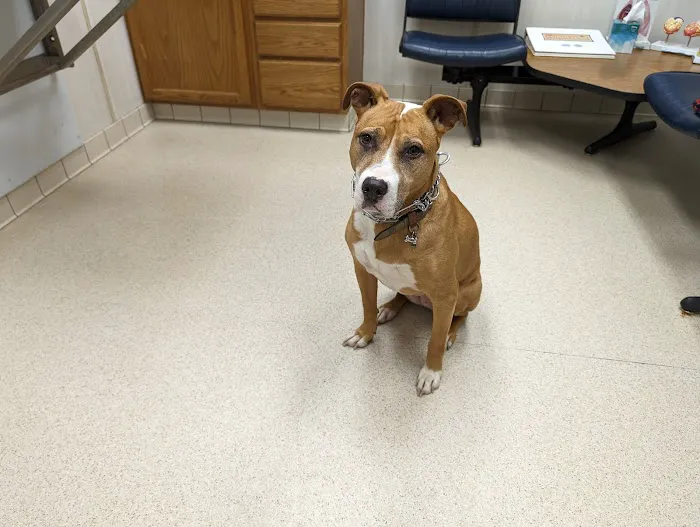 Lindenhurst Animal Hospital Picture 7