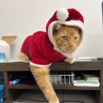 Riverside Animal Clinic & Holistic Center