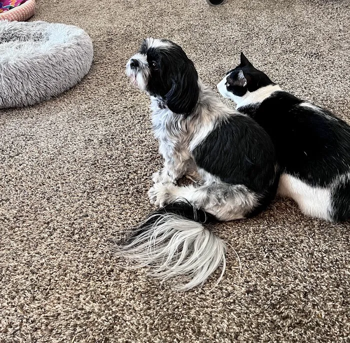 Animal Hospital of McHenry Picture 9