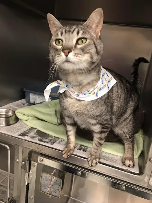 Lakeland Animal Hospital Picture 5