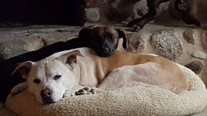 Lakeland Animal Hospital Picture 10