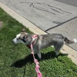 Banfield Pet Hospital