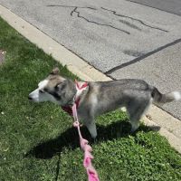 Banfield Pet Hospital ico