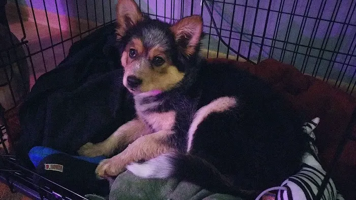 Marengo Animal Hospital Picture 8