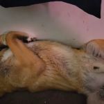 VIP Petcare Vaccination Clinic