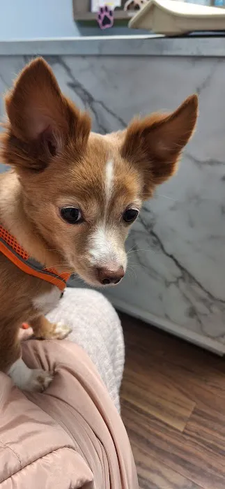 Beach Park Animal Hospital Picture 8