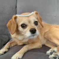 The Animal Hospital Of Gurnee, P.C. ico