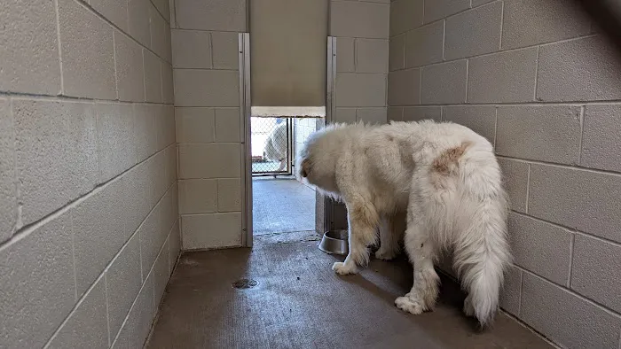 The Animal Hospital Of Gurnee, P.C. Picture 4