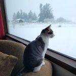 Four Paws Veterinary Service, LLC