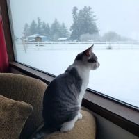 Four Paws Veterinary Service, LLC ico