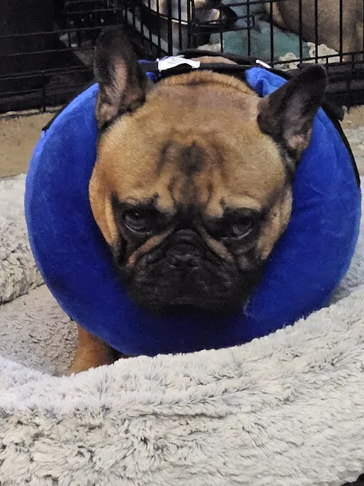 Four Paws Veterinary Service, LLC Picture 3