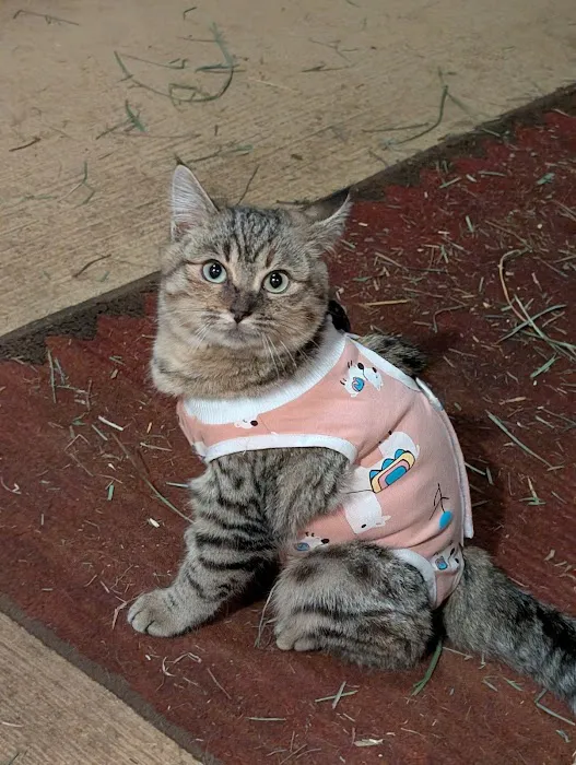 Four Paws Veterinary Service, LLC Picture 5